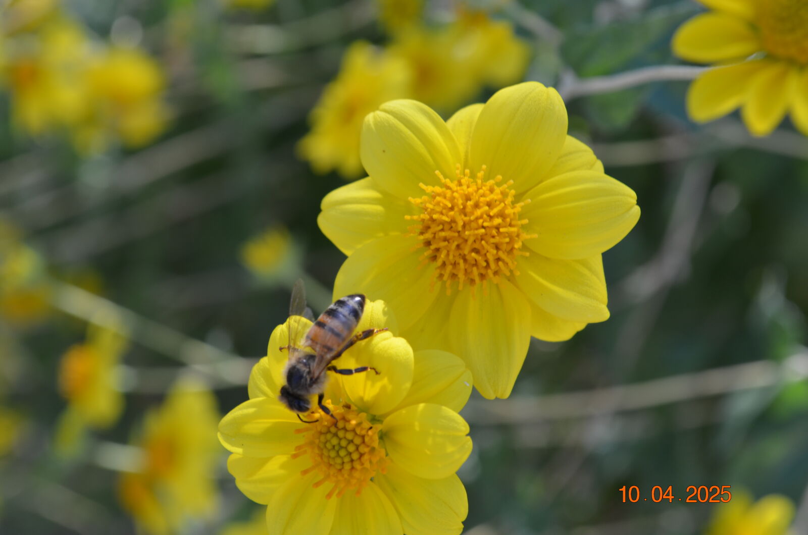 Nikon D5100 sample photo