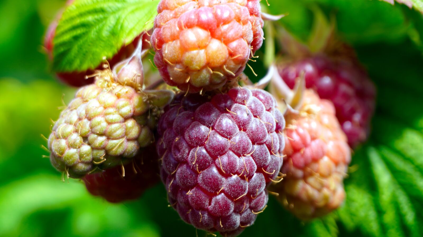 Sony a6400 + Sony E 16-50mm F3.5-5.6 PZ OSS sample photo. Raspberries, fruit, berries photography