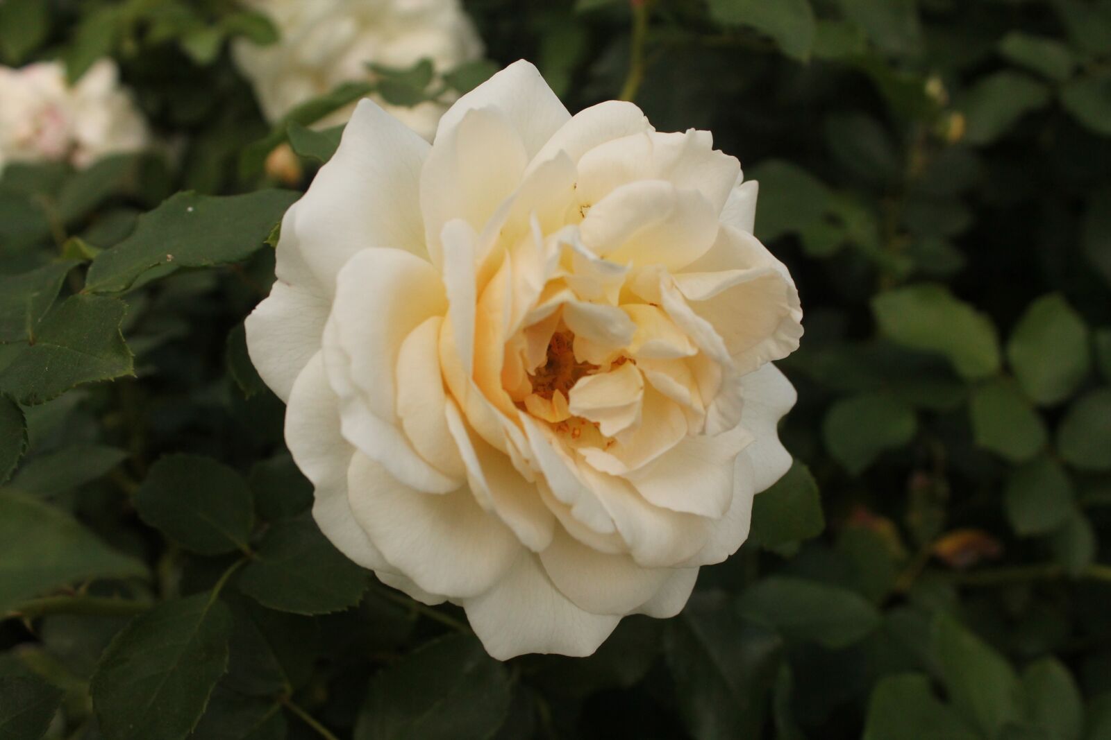 Canon EOS 1100D (EOS Rebel T3 / EOS Kiss X50) sample photo. Flower, nature, rosa photography