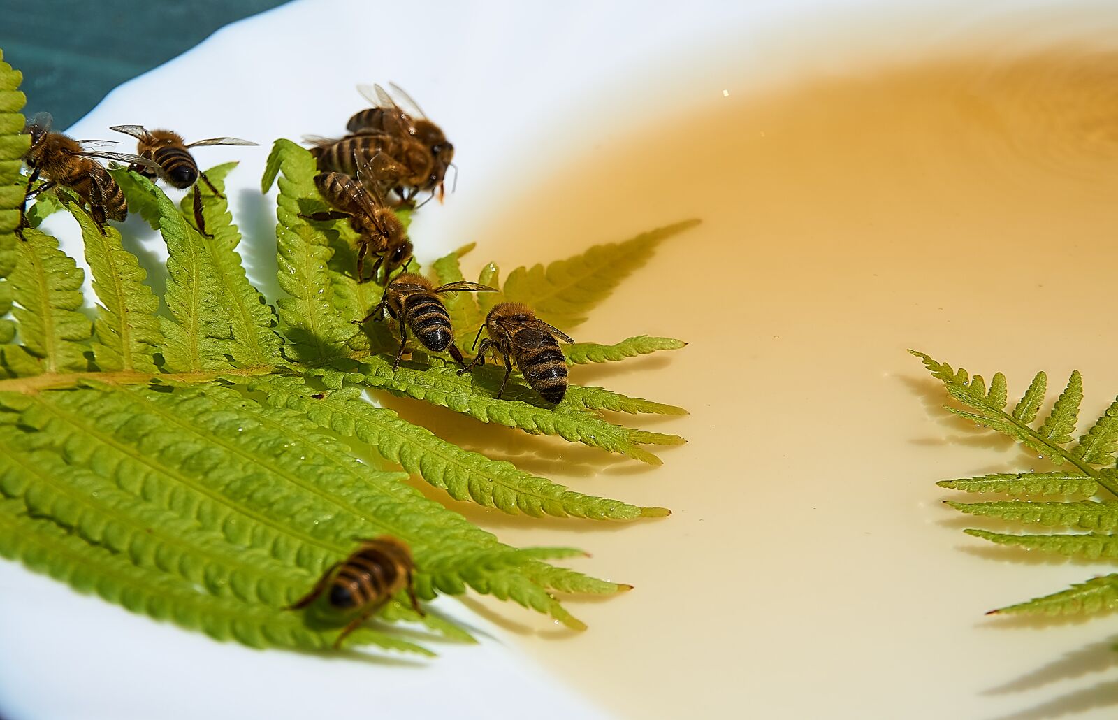 Sony a6000 sample photo. Bee, honey, feeding photography