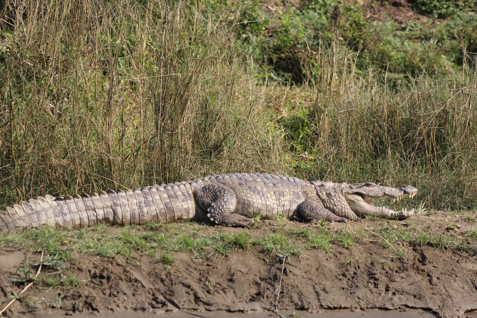 Canon EF75-300mm f/4-5.6 sample photo. Crocodile, national park, animal photography