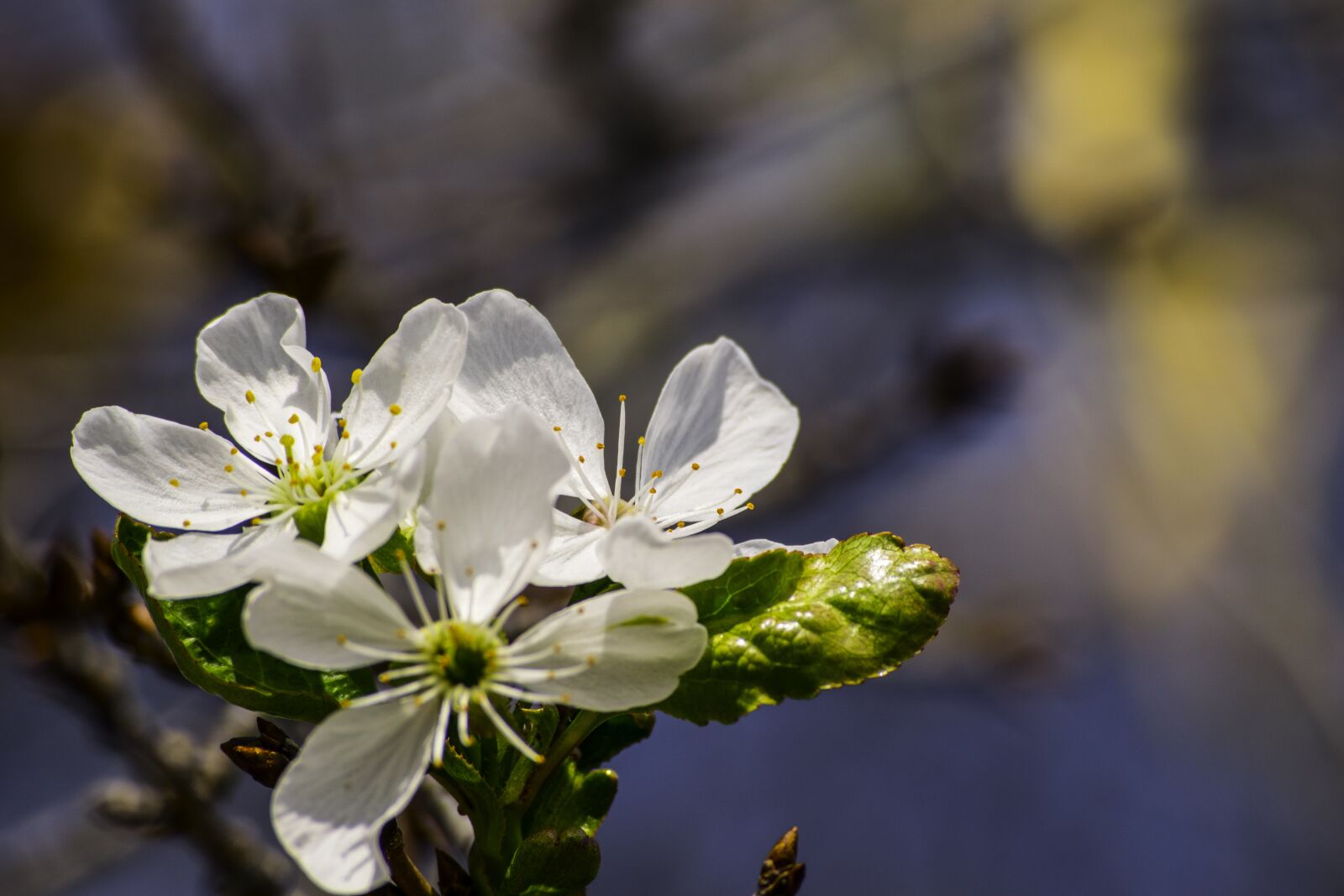 Nikon D3300 sample photo. Flower, visin, spring photography