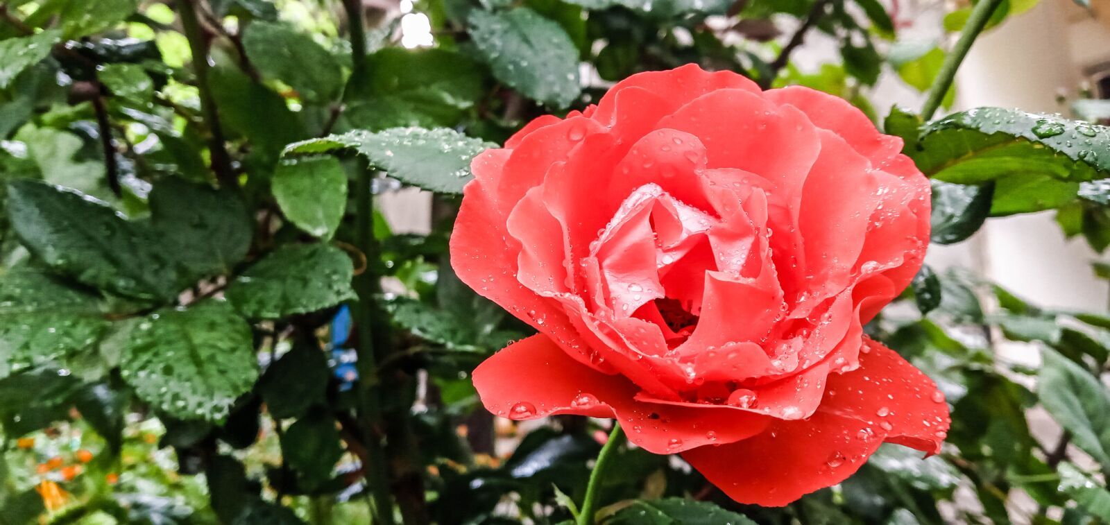 Samsung SM-A107F sample photo. Rose flower, flower, rose photography