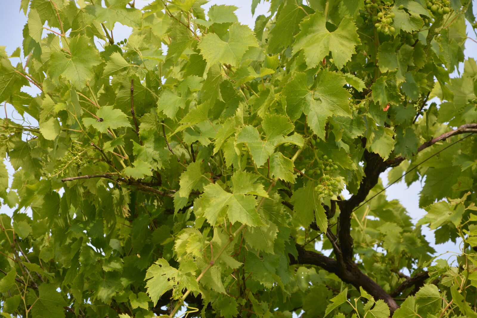 Nikon D5200 sample photo. Vine, white grape, cep photography