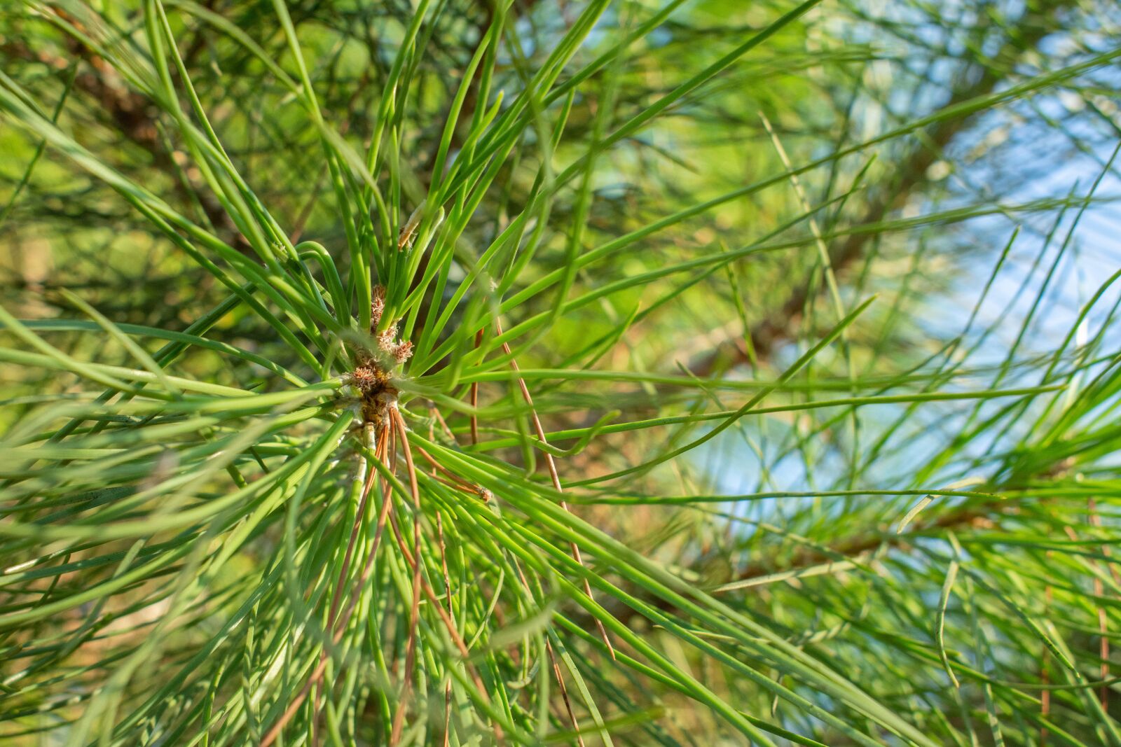 Nikon D7200 sample photo. Needles, spruce, green photography