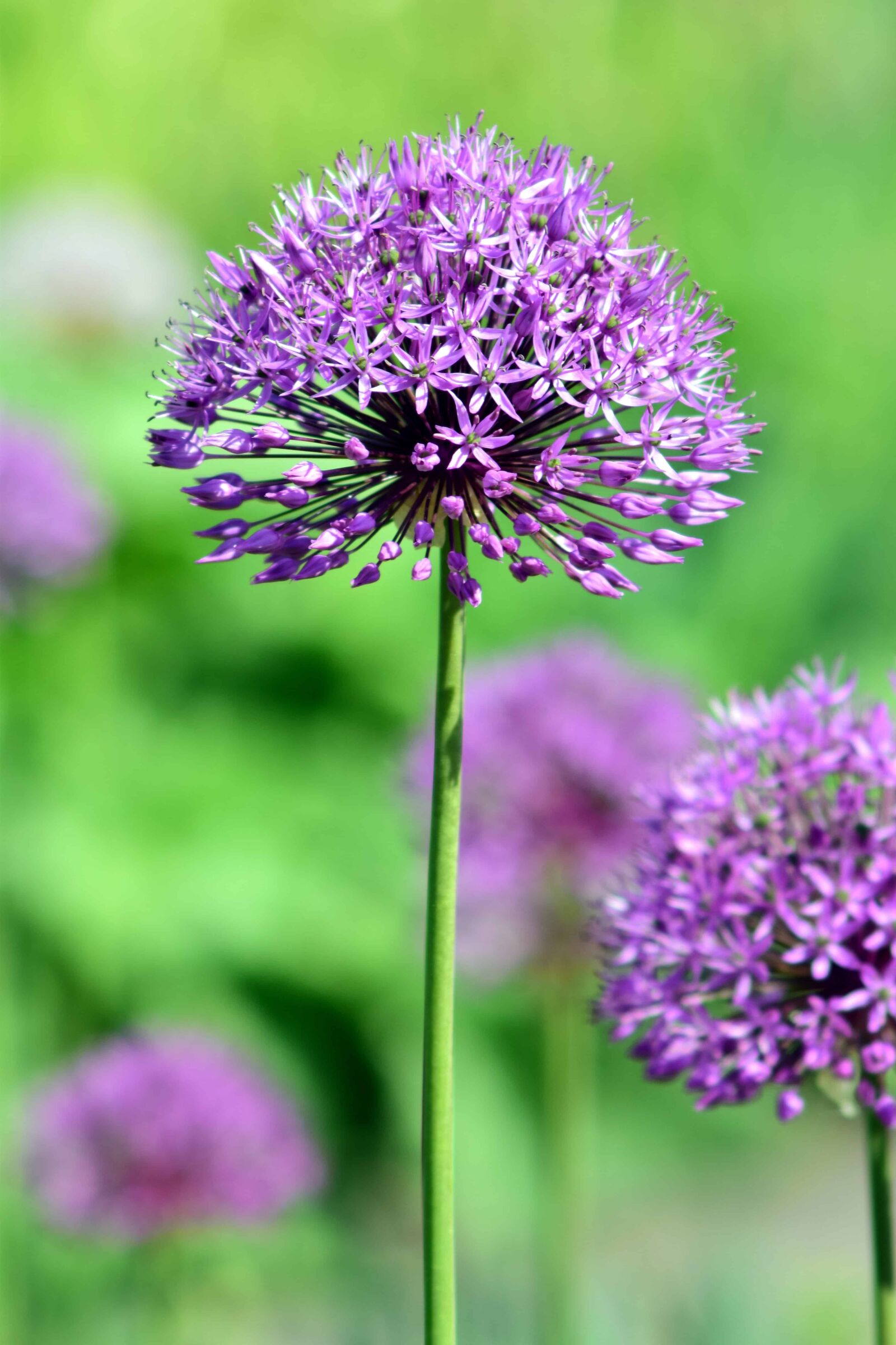 Nikon D3300 sample photo. Wild, flora, summer, wildflower photography
