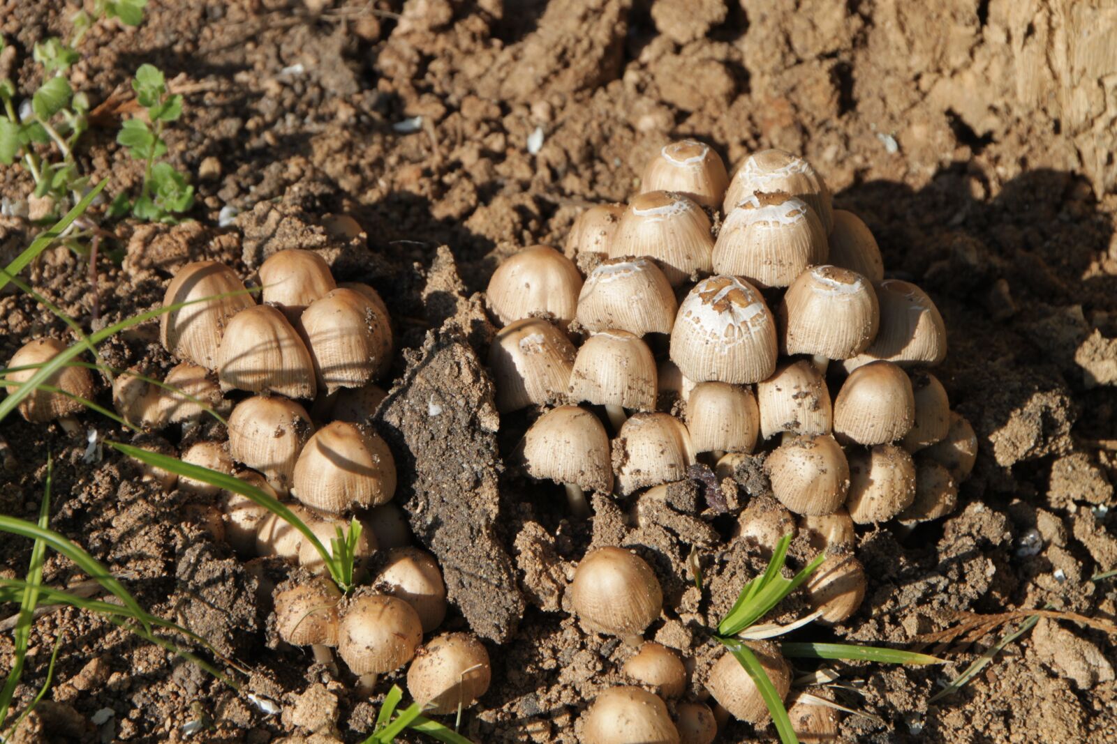 Canon EOS 500D (EOS Rebel T1i / EOS Kiss X3) sample photo. Clusters, coprinus, fungus photography