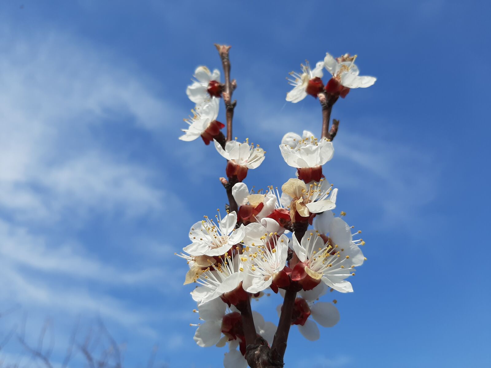 Samsung Galaxy A50 sample photo. Spring, flowers, belove photography