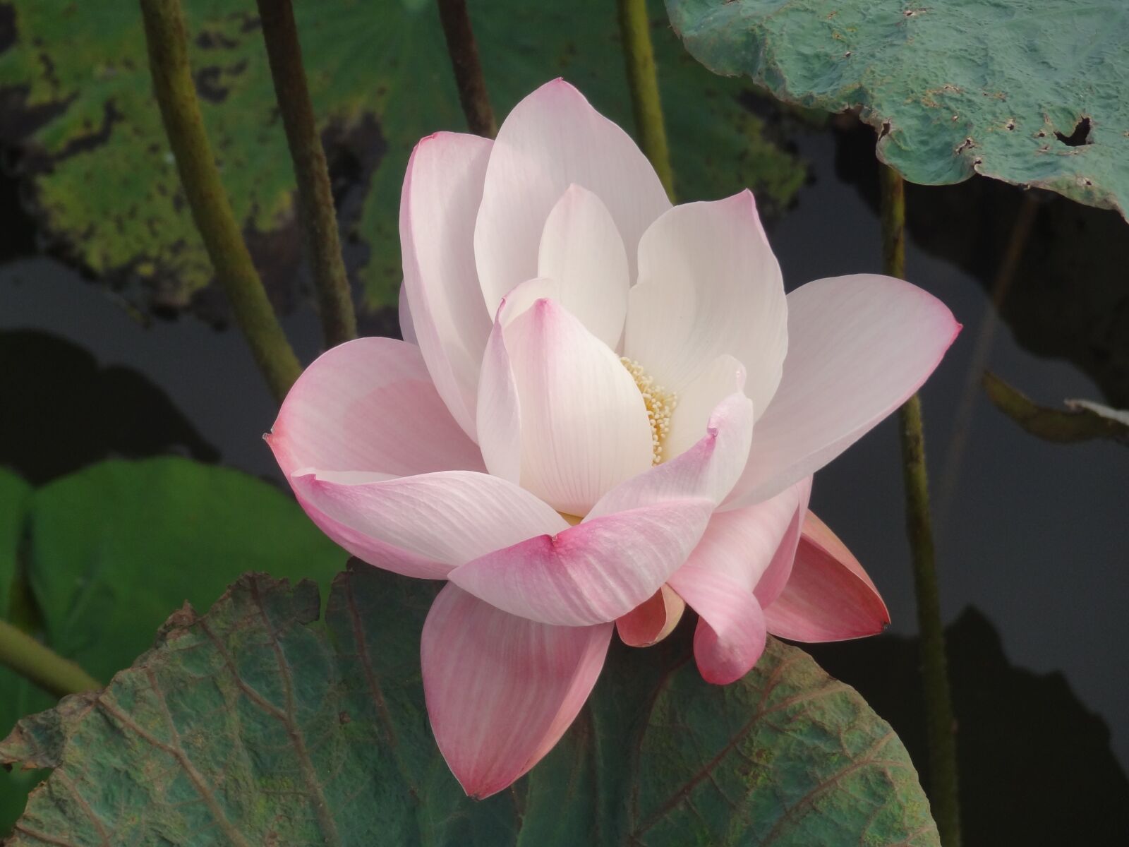Sony Cyber-shot DSC-HX9V sample photo. Lotus blossom, flowers, water photography