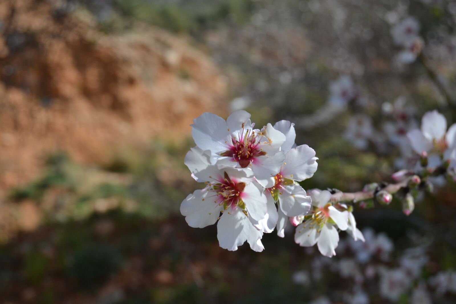 Nikon D3100 sample photo. Brow shield, id tell photography