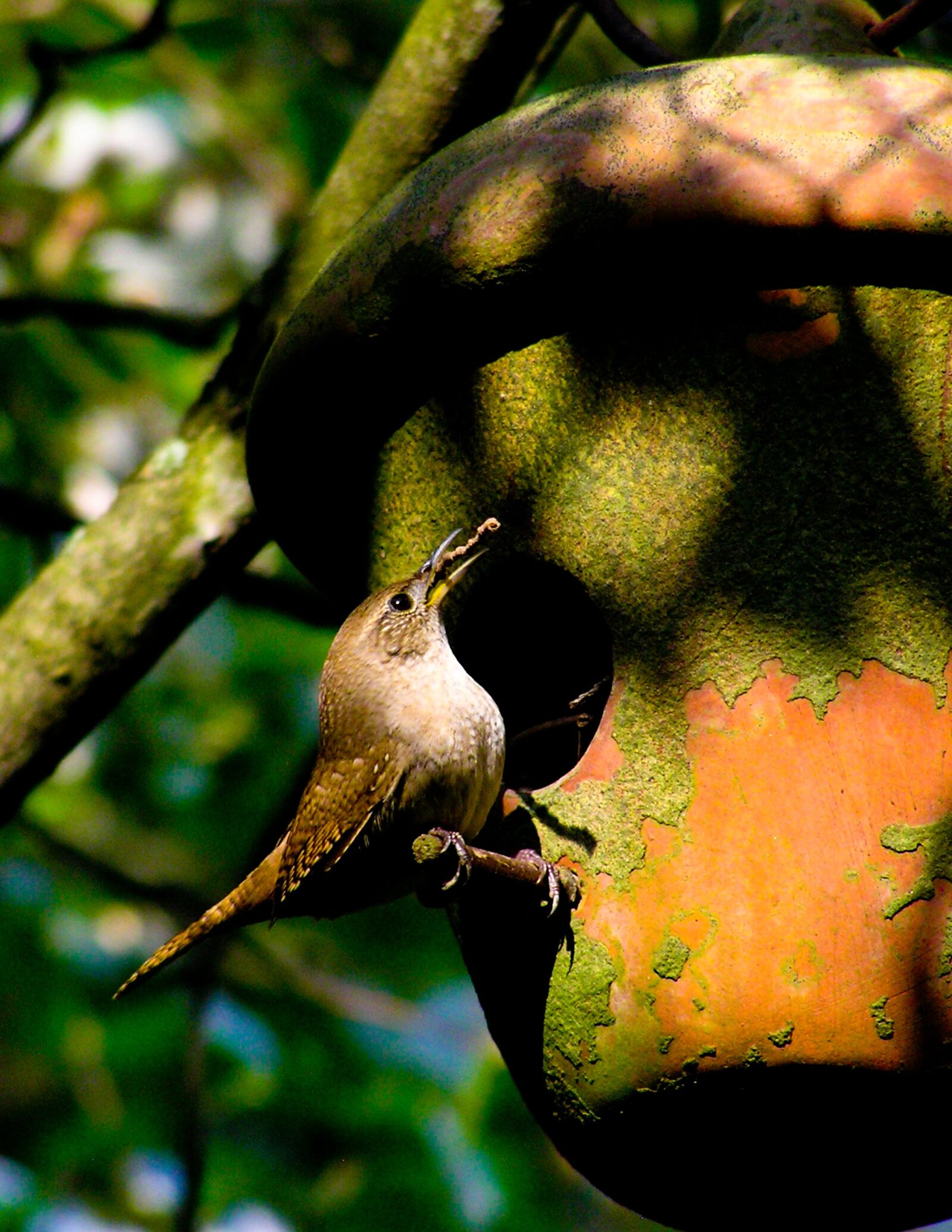 Olympus C750UZ sample photo. House wren, bird, birdhouse photography