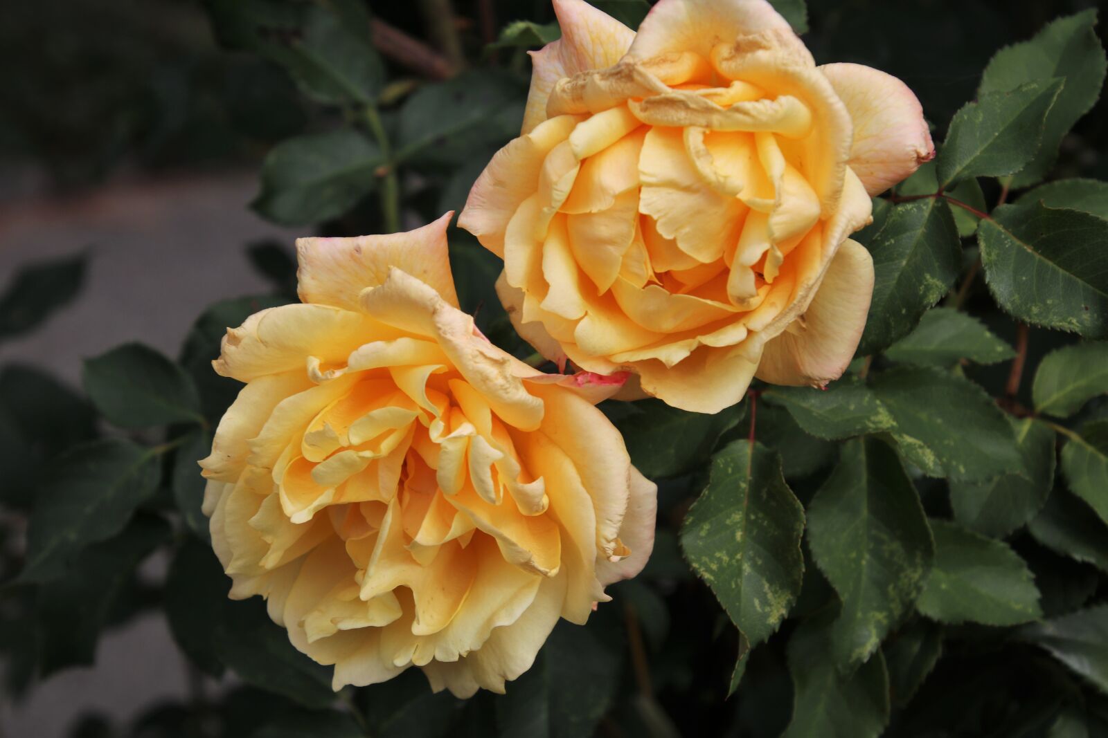 Canon EOS 80D sample photo. Yellow, roses, flowers photography