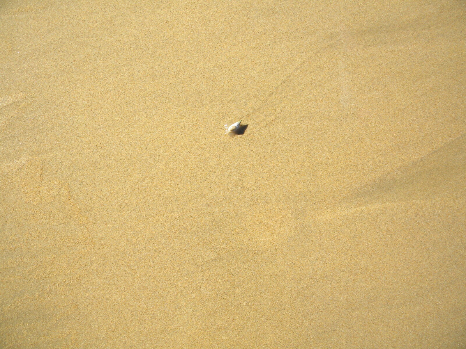 Nikon Coolpix L100 sample photo. Alone, beach, beach, background photography