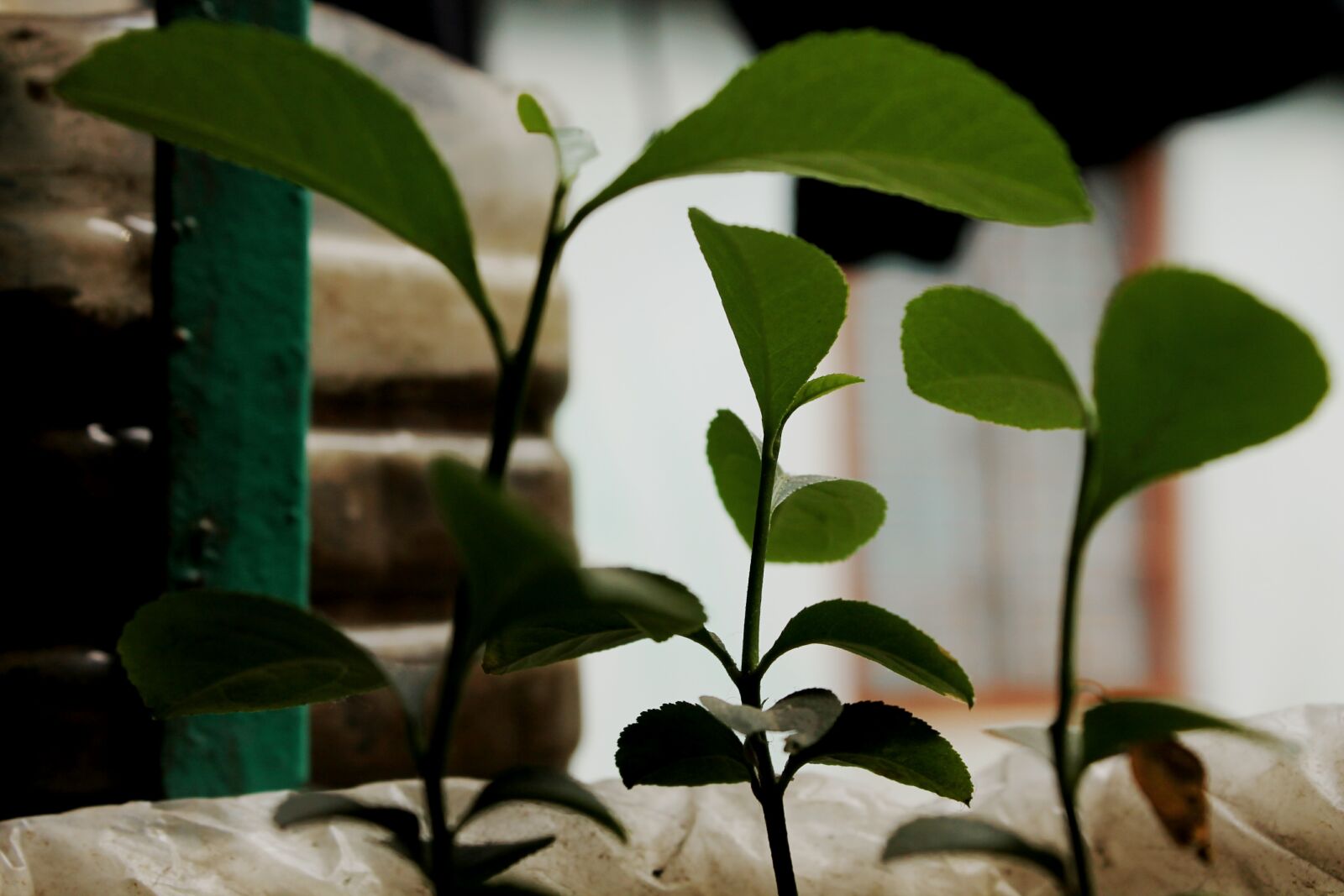 Canon EOS 1100D (EOS Rebel T3 / EOS Kiss X50) sample photo. Green, leaf photography