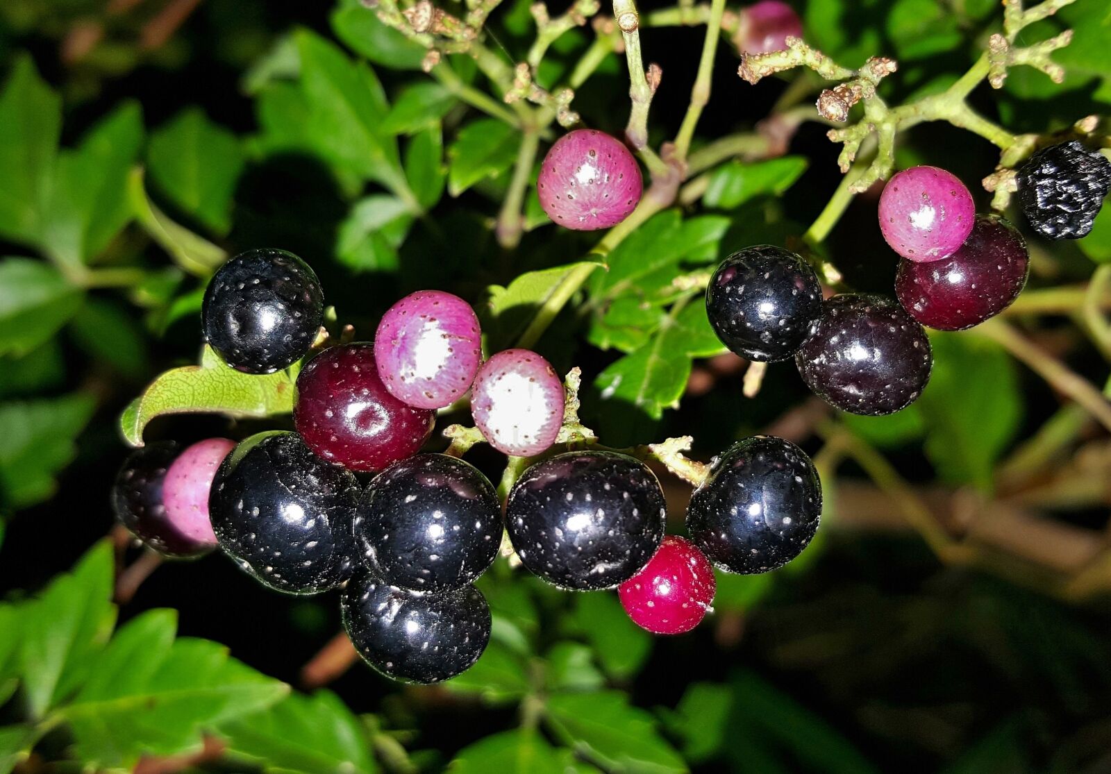 Samsung Galaxy Note5 sample photo. Peppervine, plants, weeds photography