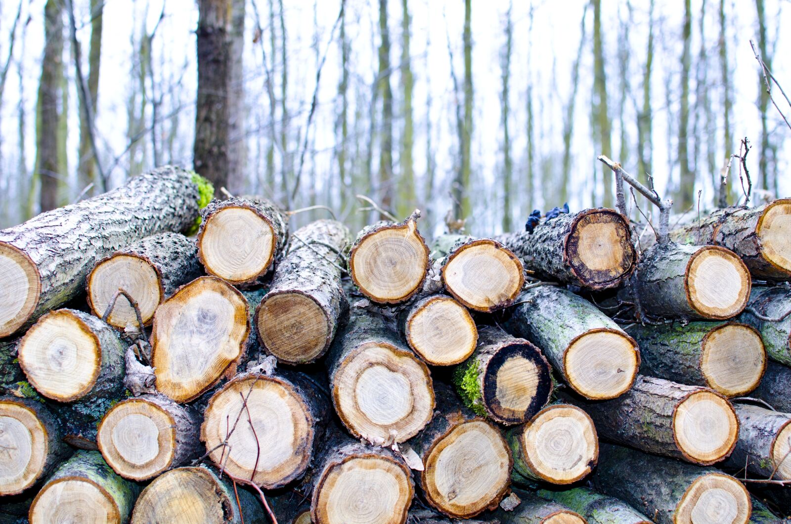 Nikon D5100 sample photo. Strom, stromy, řez photography