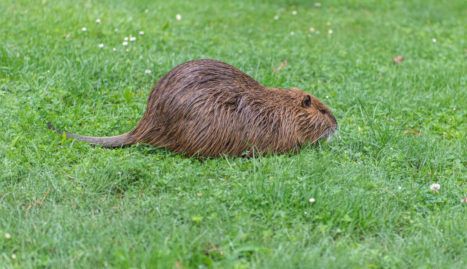 Nikon D800 sample photo. Nutria, meadow, nature photography