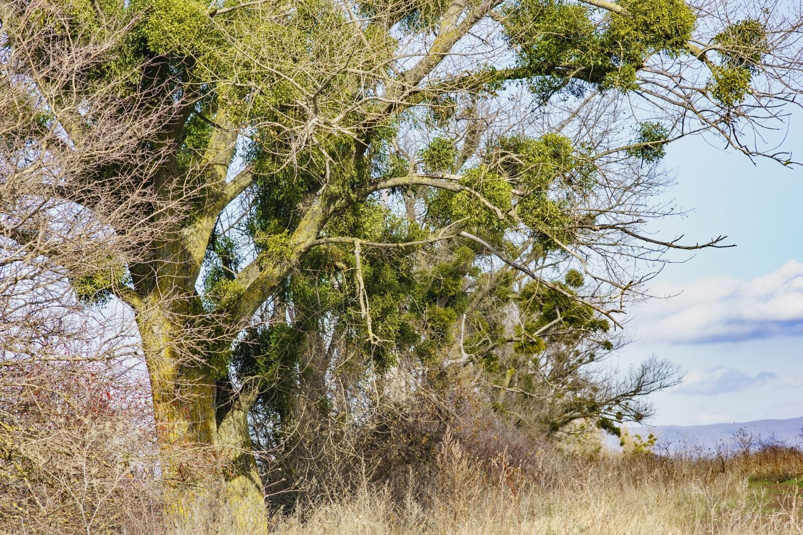 85mm F1.4 sample photo. Tree, plant, nature photography