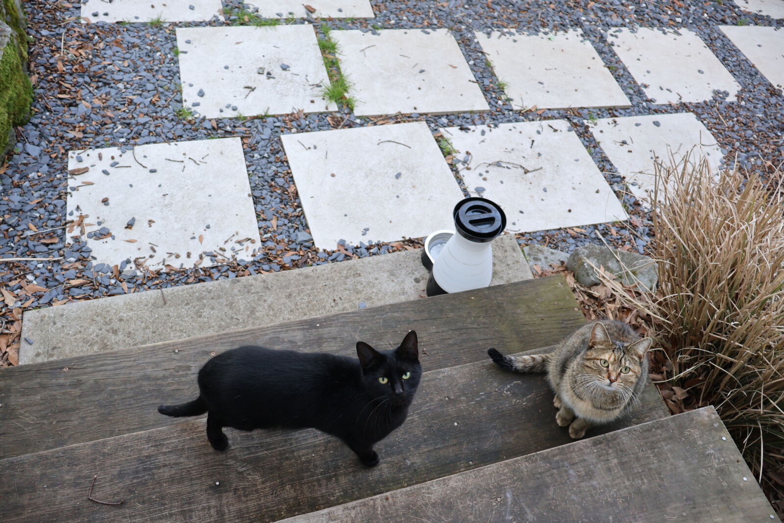Canon EOS R50 sample photo