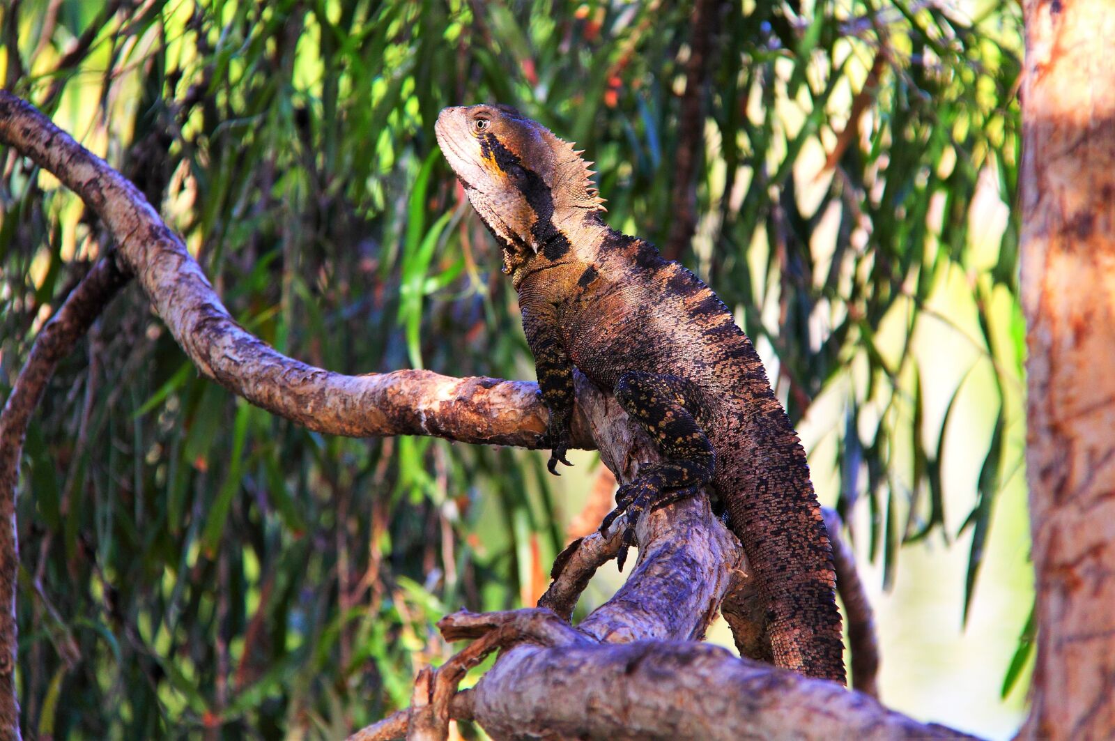 Canon EOS 50D sample photo. Lizard, tree, sun baking photography