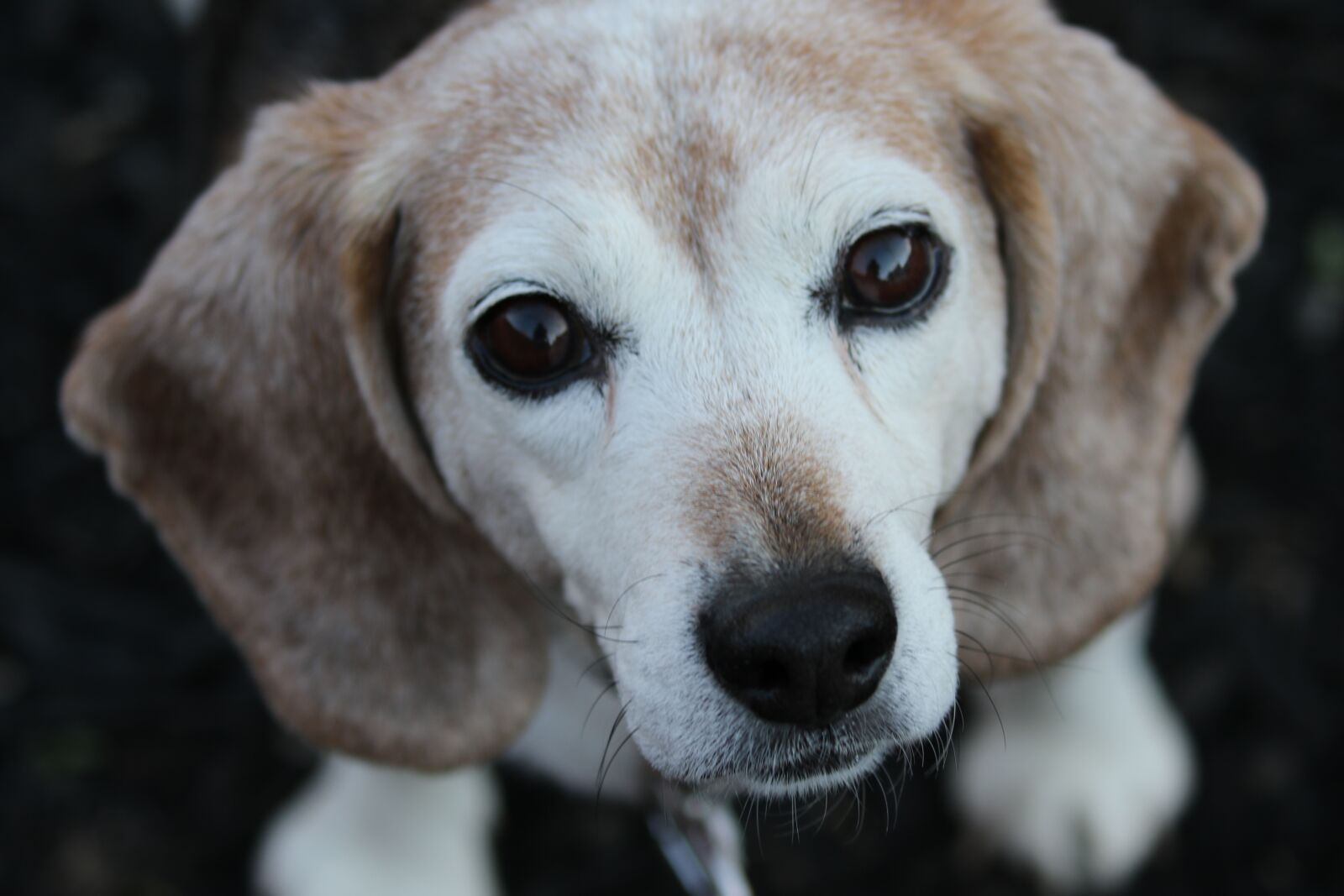 Canon EOS 7D Mark II sample photo. Dog, beagle, cute photography