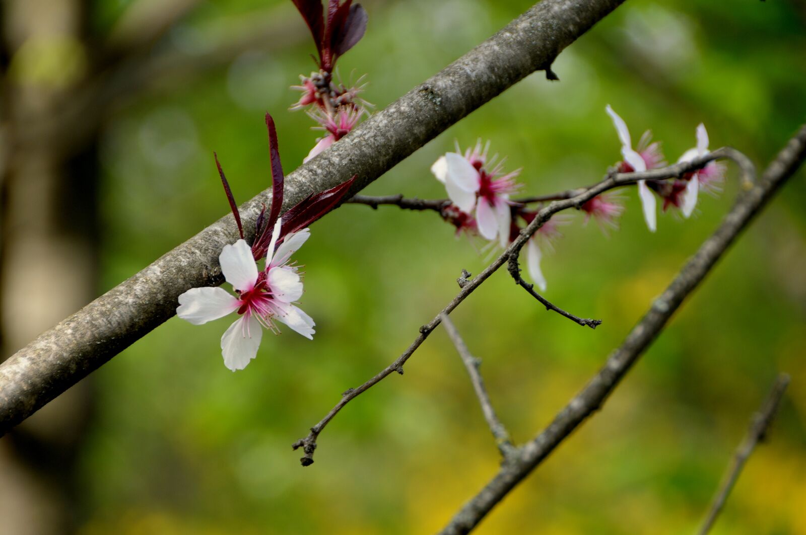 Nikon D300 sample photo. Flower, plum photography