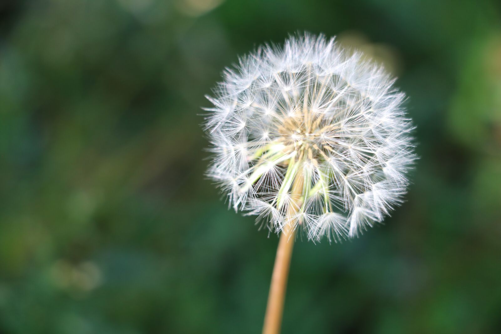 Canon EOS 750D (EOS Rebel T6i / EOS Kiss X8i) sample photo. Dandelion, seeds, stem photography