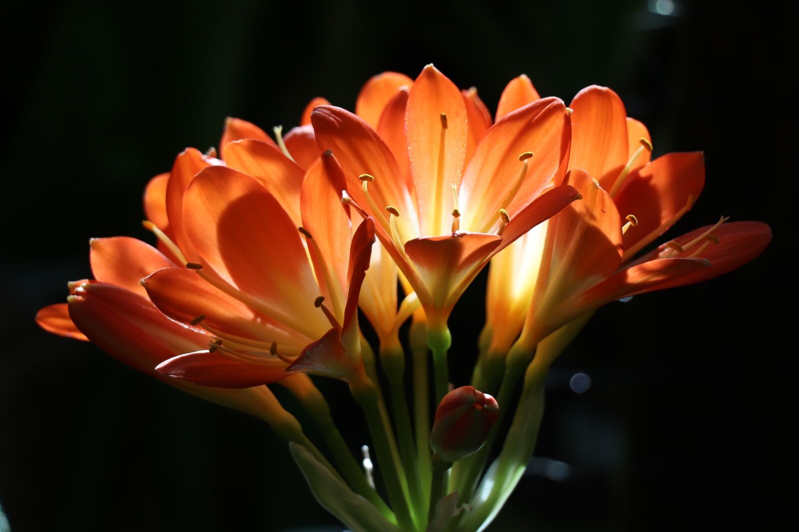 Canon EOS 77D (EOS 9000D / EOS 770D) sample photo. Bouquet, flowers, flower photography