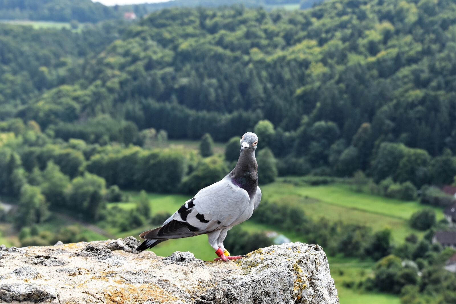 Nikon D5600 sample photo. Pigeon, castle ruins, nature photography