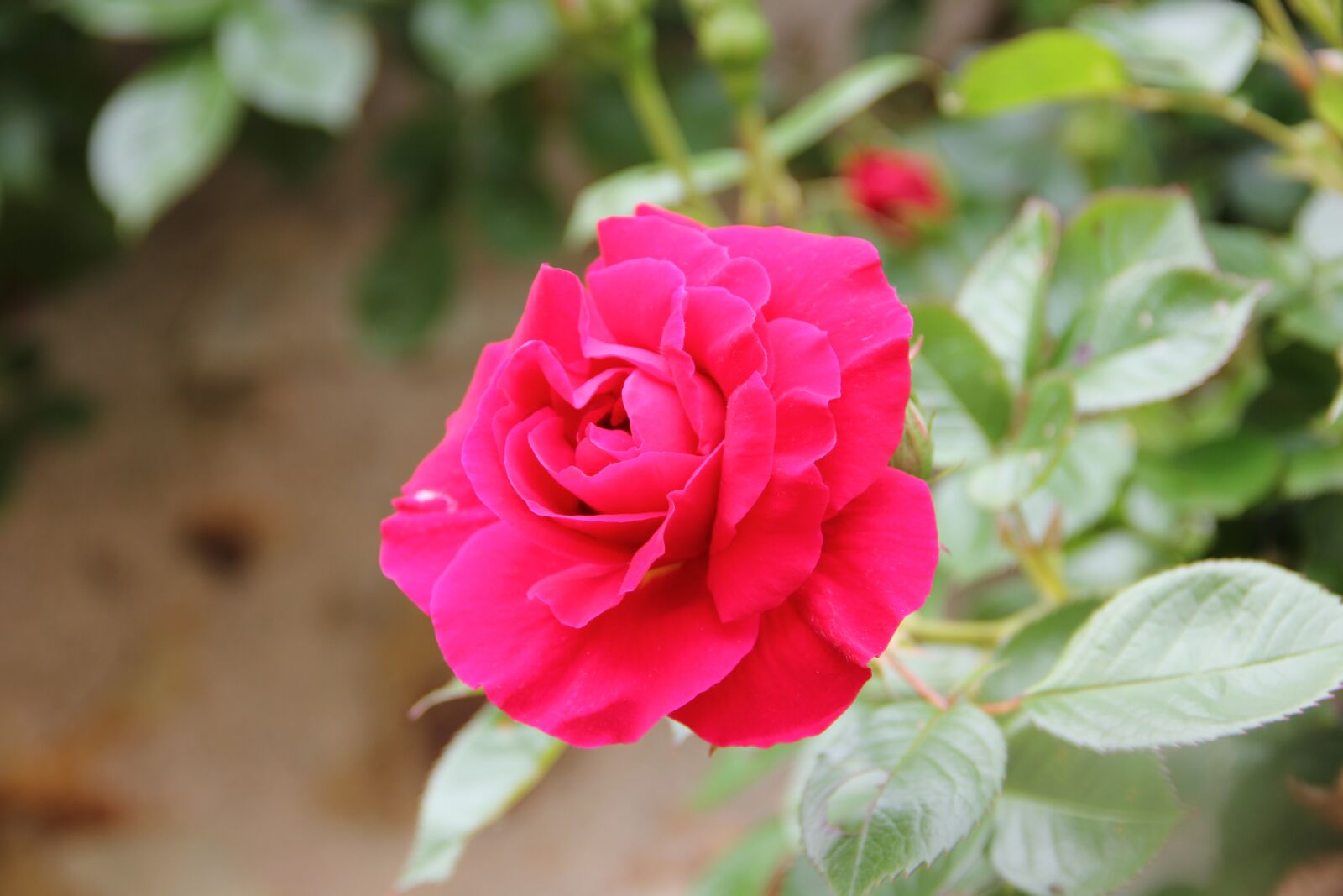 Canon EOS 550D (EOS Rebel T2i / EOS Kiss X4) sample photo. Flower, nature, pink photography