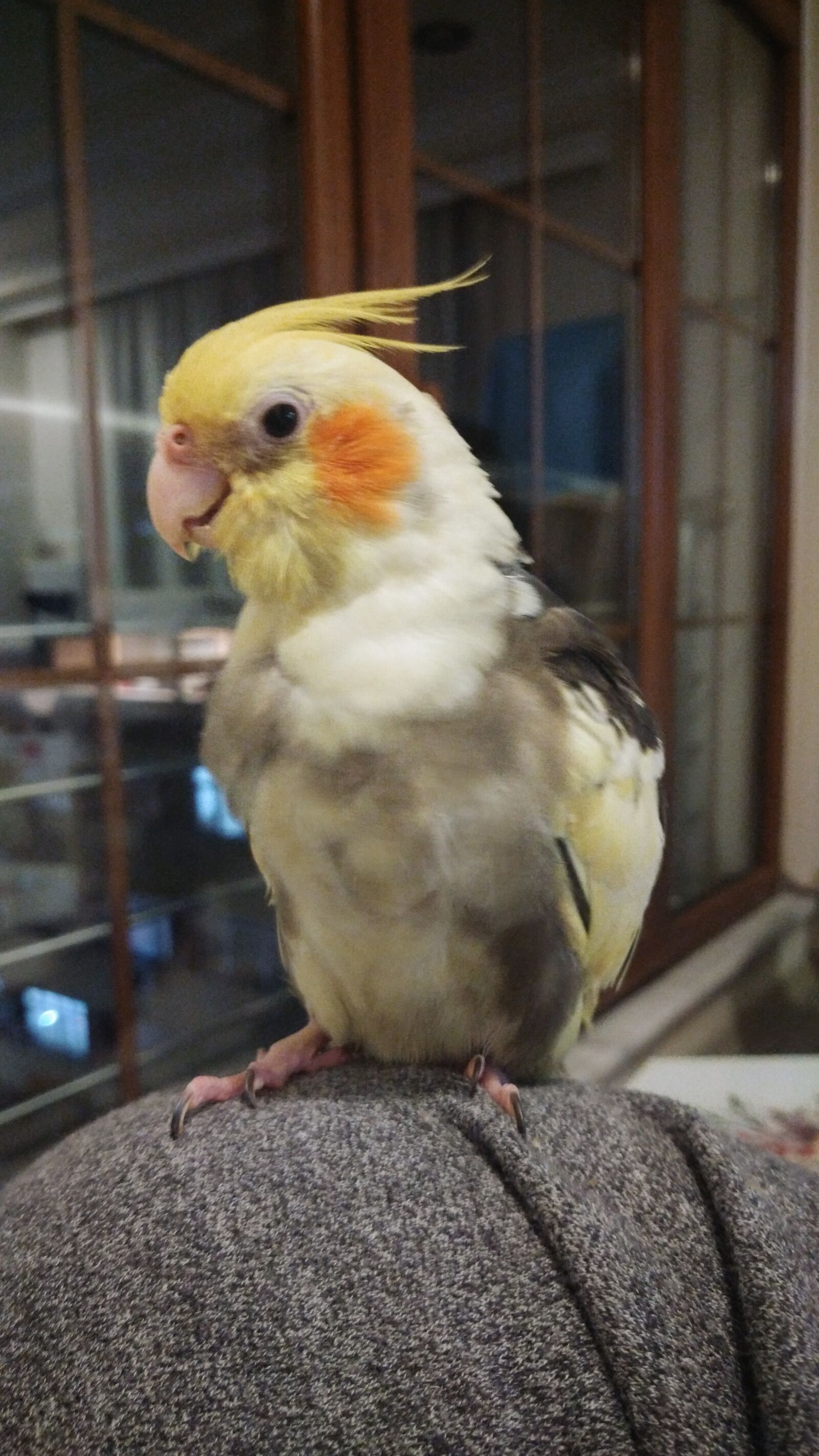 ZTE A2017G sample photo. Bird, yellow, couch photography