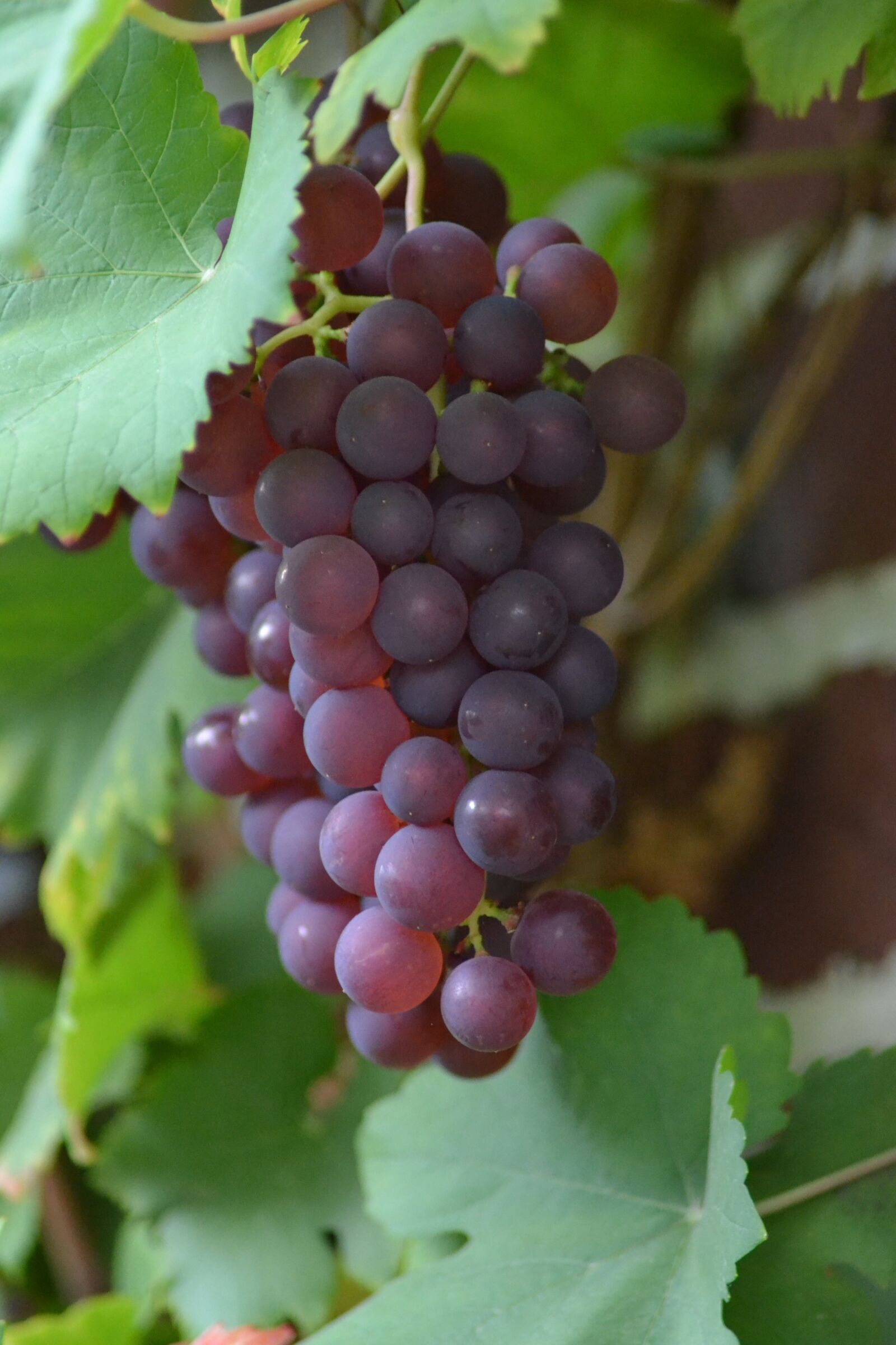Nikon D3100 sample photo. Grapes, cluster, vine photography