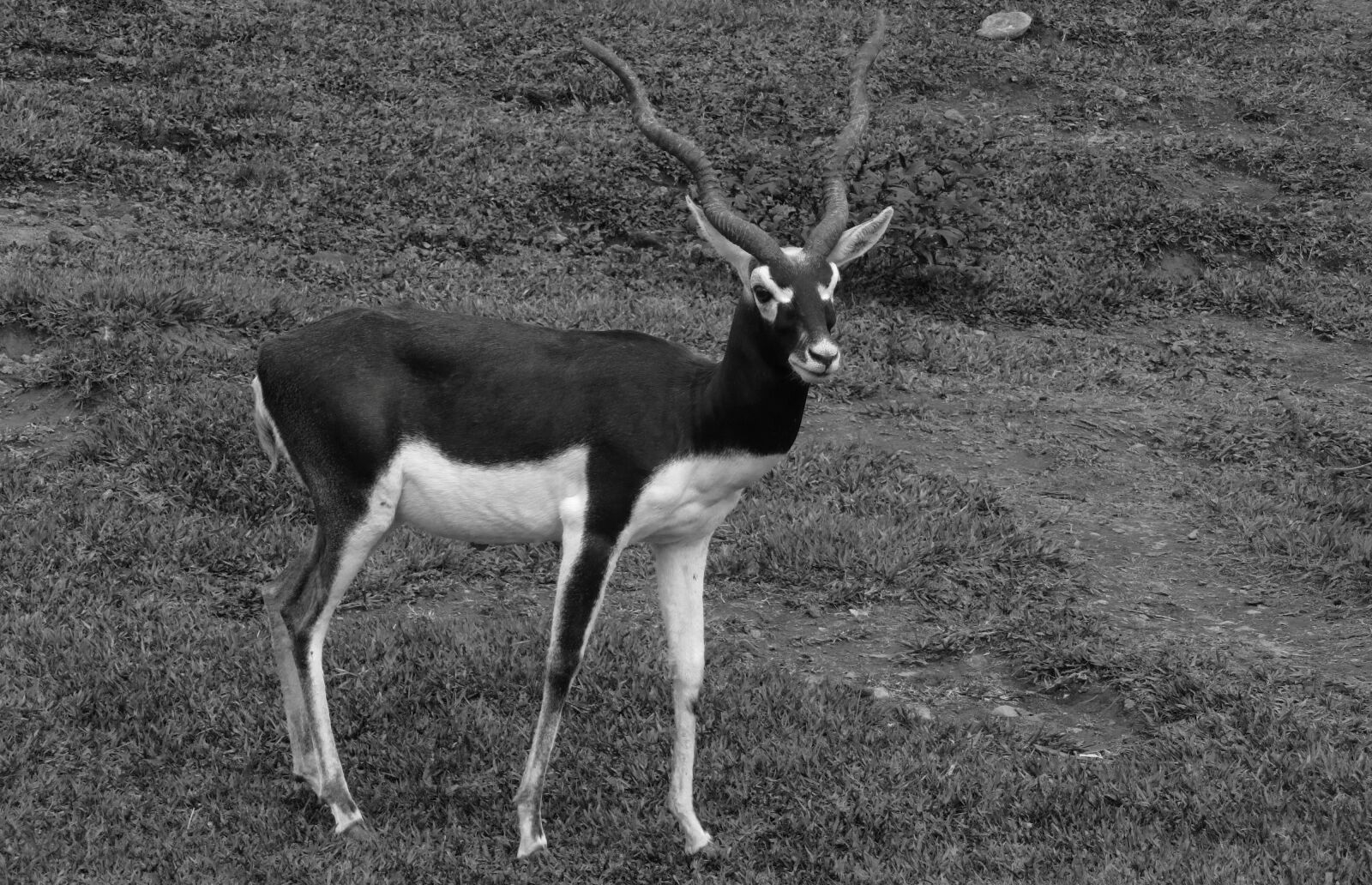 Canon PowerShot SX50 HS sample photo. Black and white, nature photography