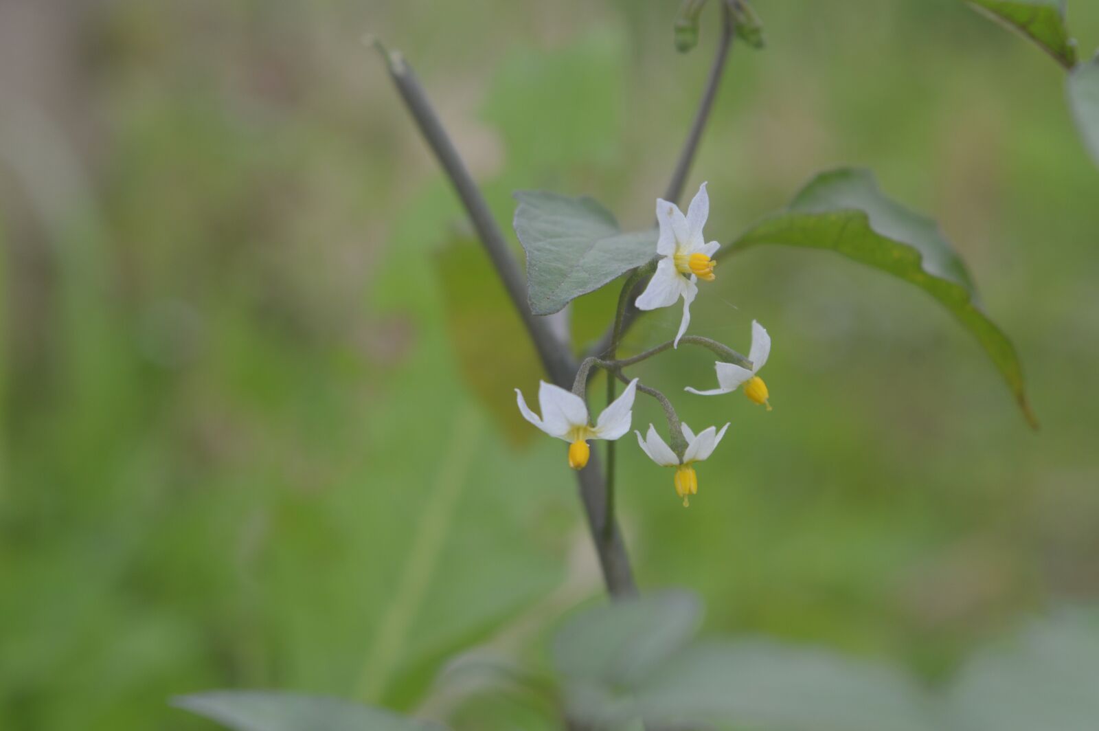 Nikon D3200 sample photo. Flower, green, petal photography