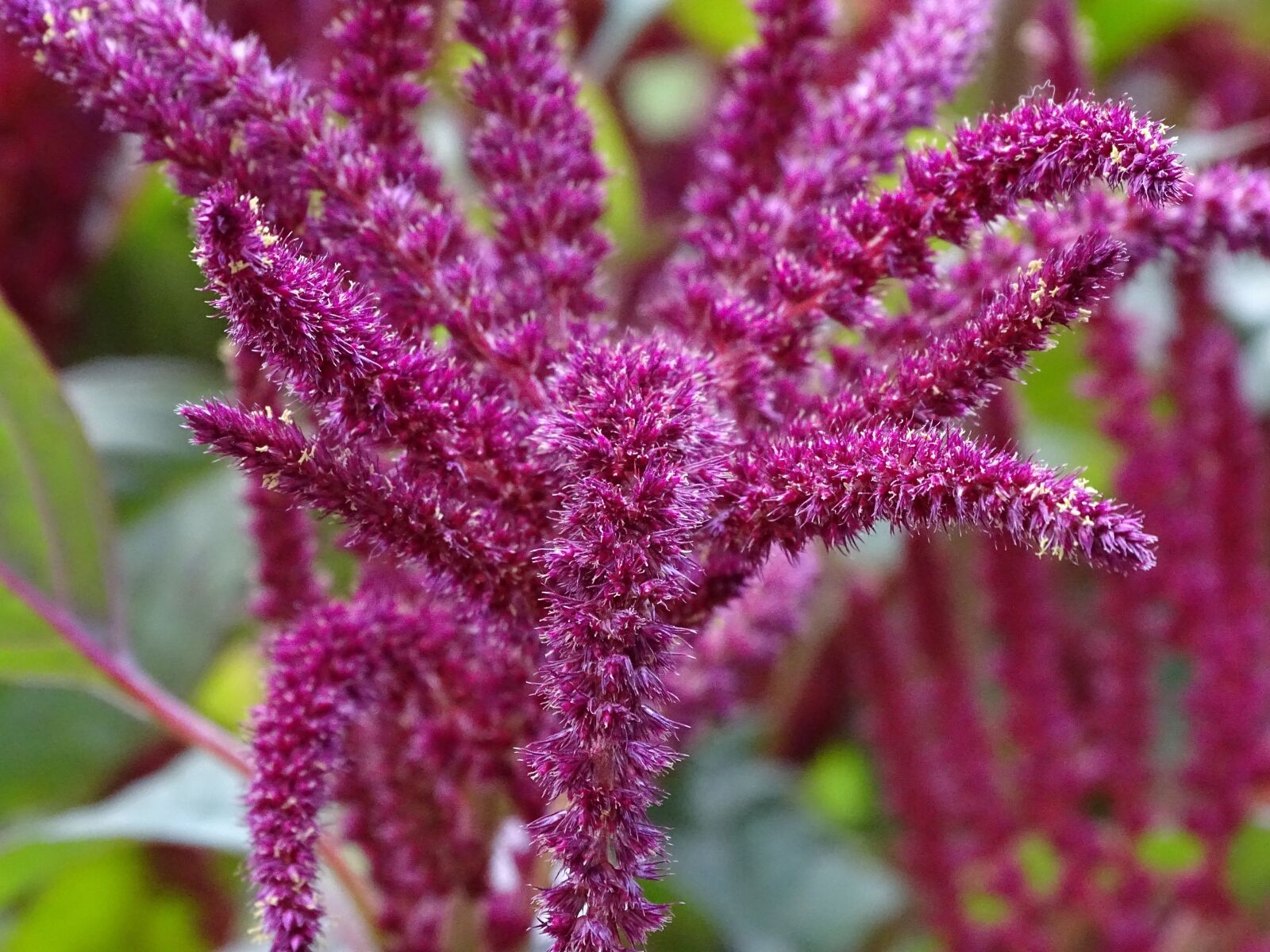 Sony Cyber-shot DSC-HX400V sample photo. Foxtail, garden-fox tail, amaranth photography