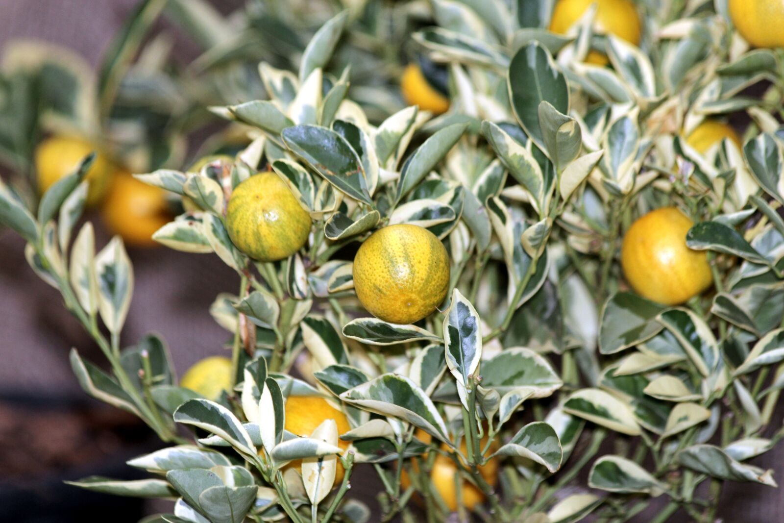 Canon EOS 650D (EOS Rebel T4i / EOS Kiss X6i) sample photo. Kumquat, fortunella, food photography