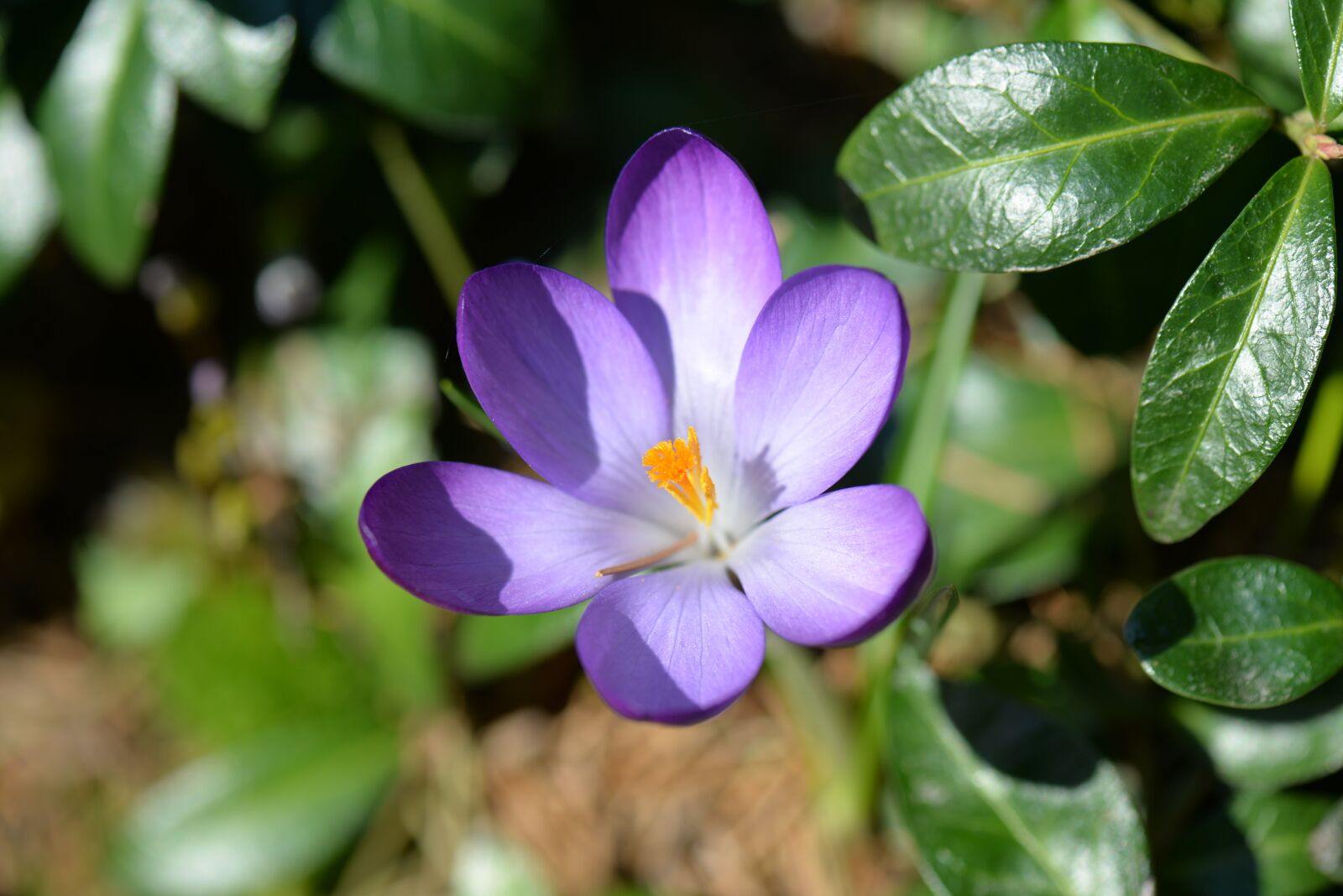 Nikon D610 sample photo. Flower, crocus, violet photography