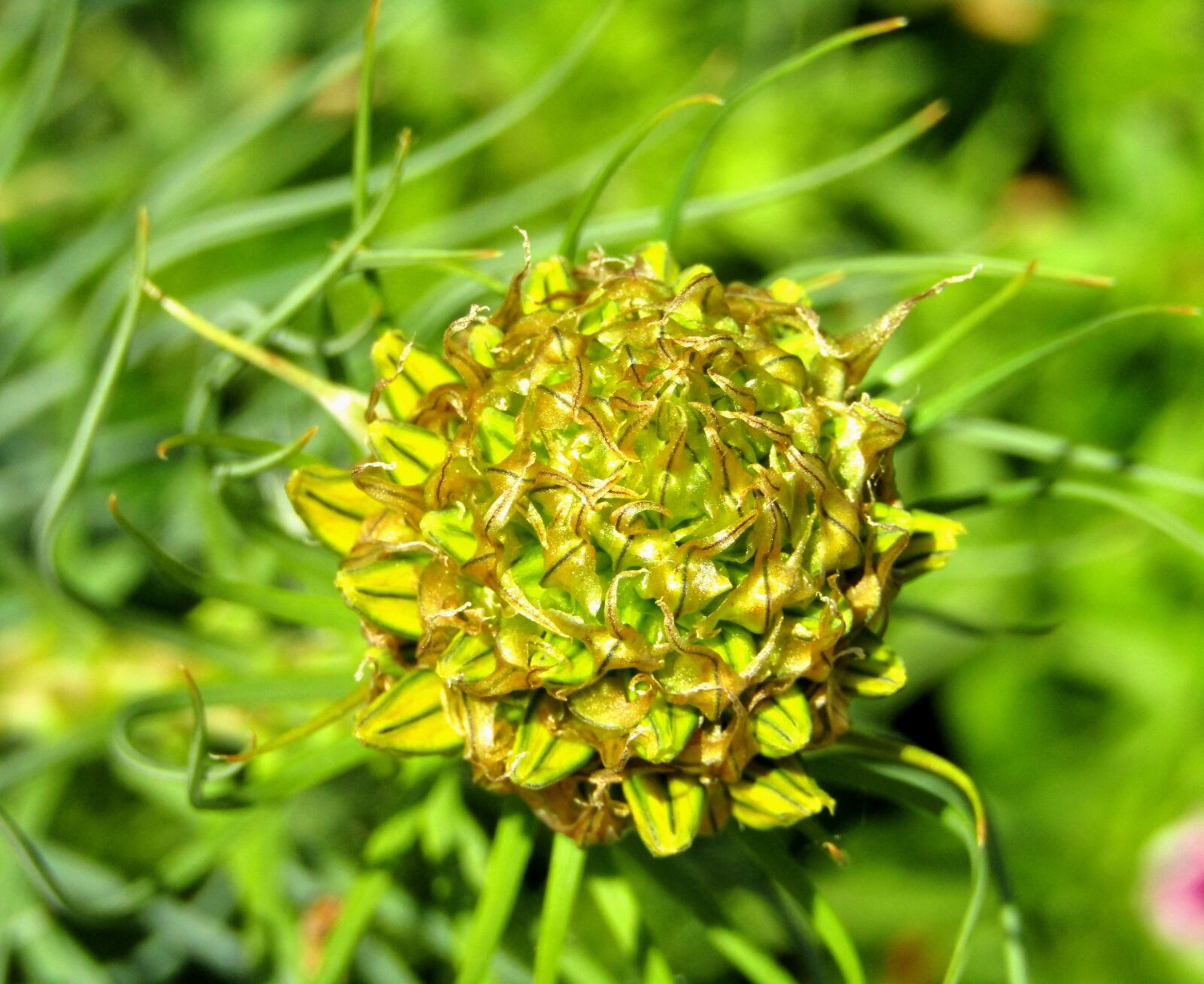 Canon POWERSHOT SX432 IS sample photo. Goldwurz, bud, asphodeline lutea photography