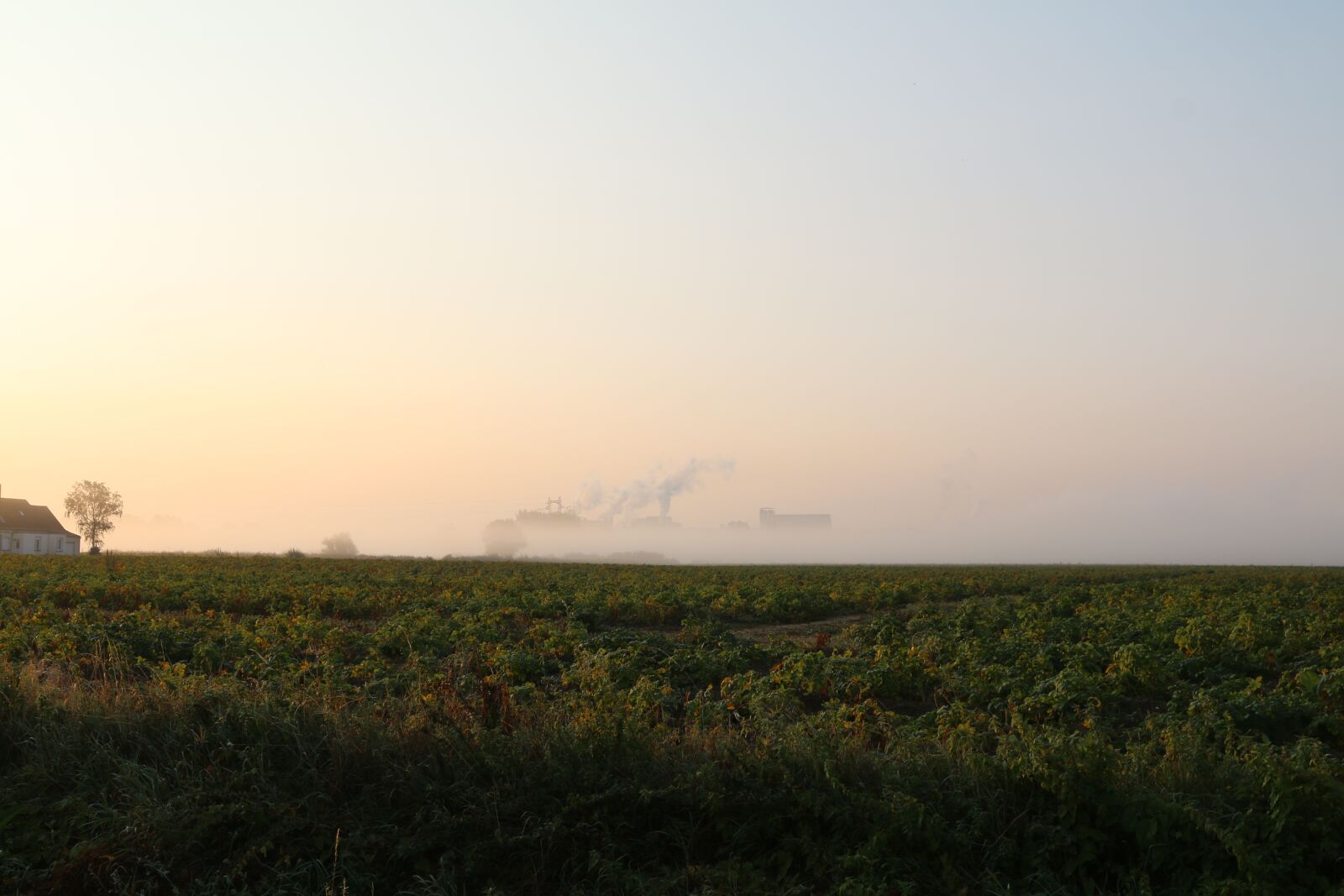 Canon EOS 70D + Canon EF 24-105mm F4L IS USM sample photo. Twilight, morning, field photography