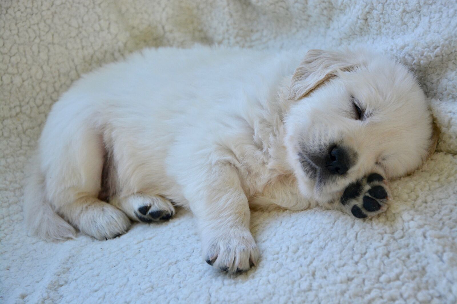 Nikon D5200 sample photo. Puppy, pup, puppy sleeping photography