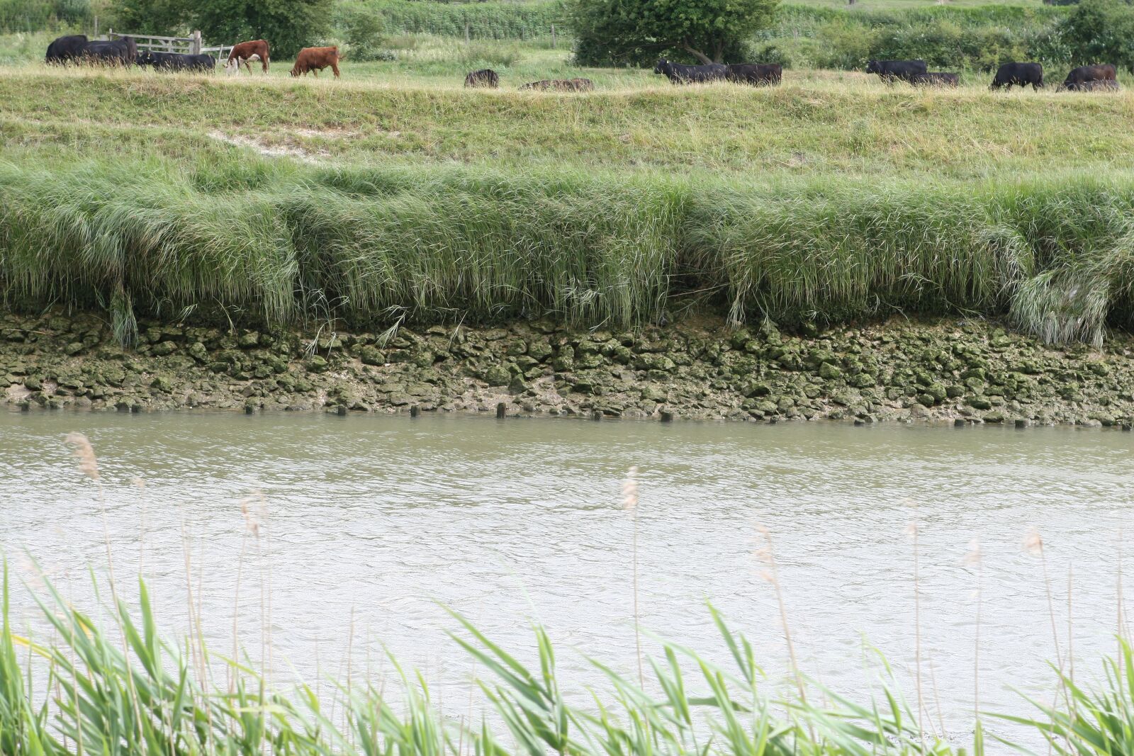 Canon EOS 30D sample photo. Aquatic, bank, bay photography
