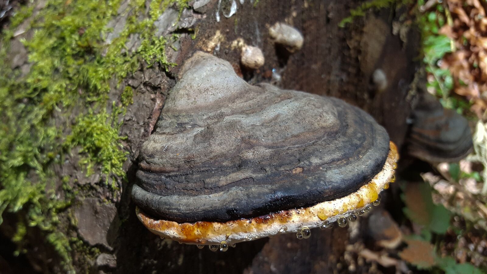 Samsung Galaxy S6 sample photo. Fungus, fungi, mushroom photography
