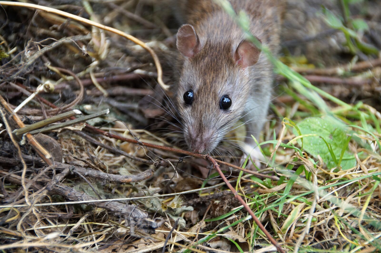 Sony SLT-A58 sample photo. Rat, mouse, rodent photography
