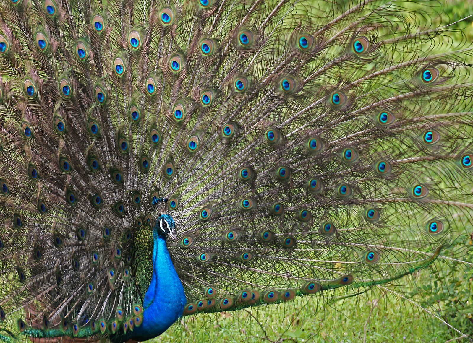Canon EOS 60D sample photo. Peacock, hen, eye photography