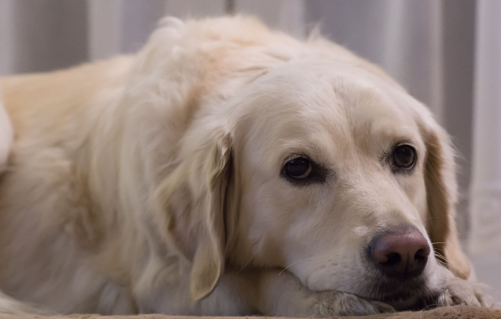 Sony ILCA-77M2 sample photo. Nature, dog photography