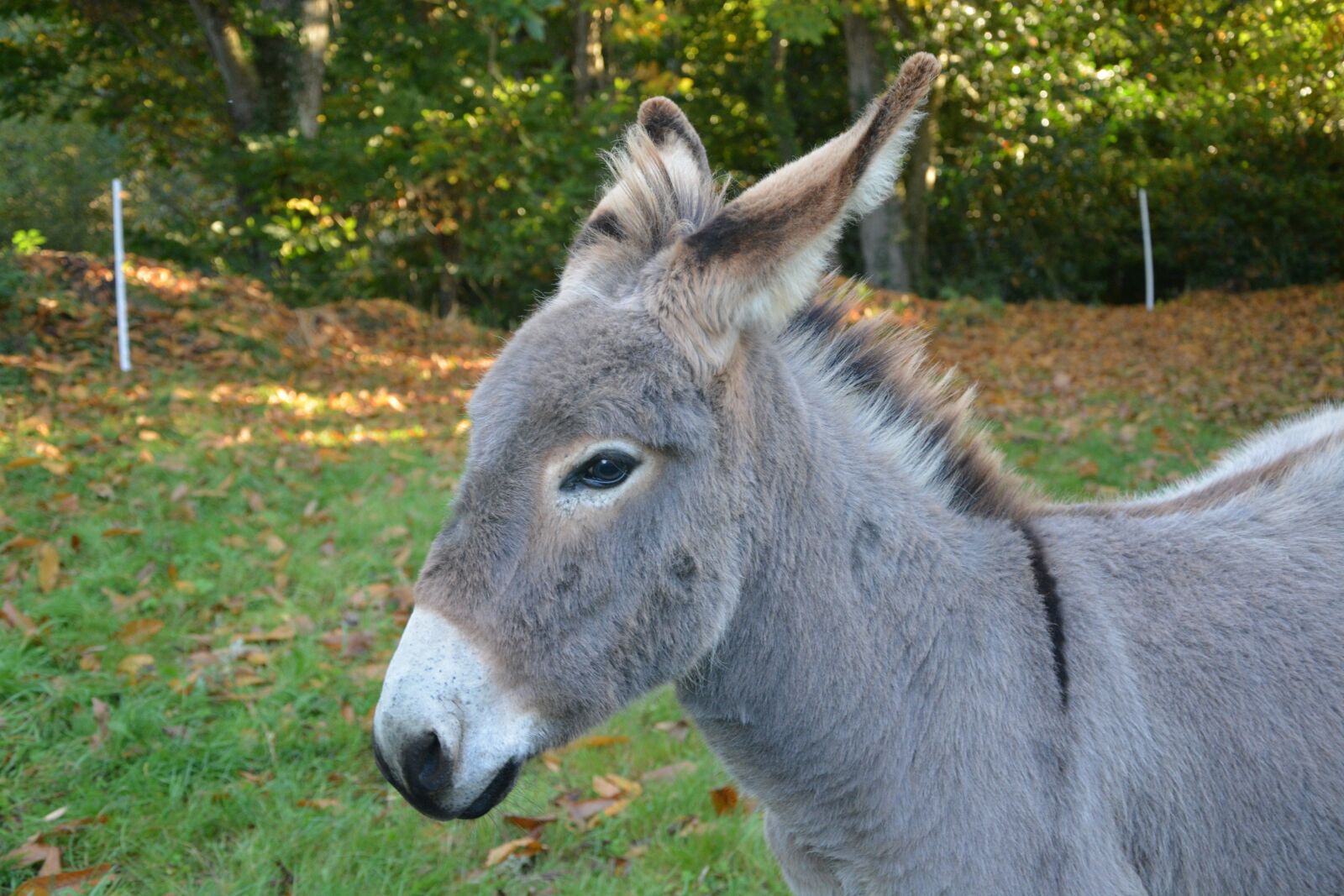 Nikon D5200 sample photo. Donkey, gray donkey, herbivore photography