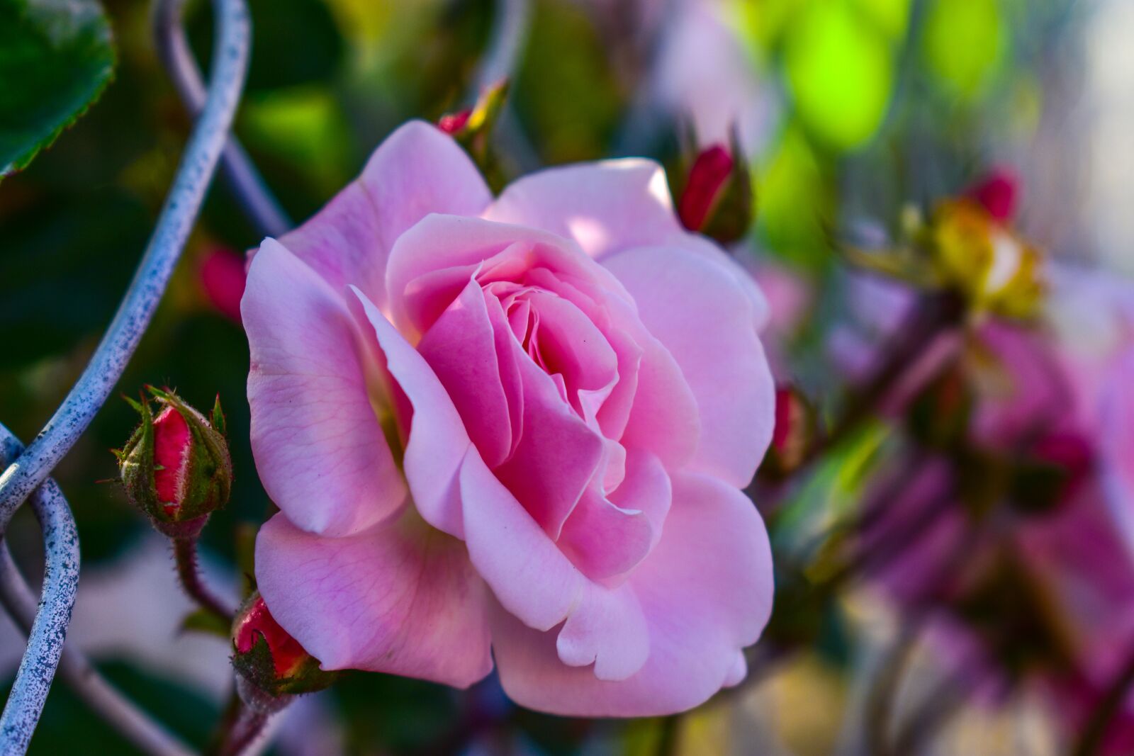 Nikon D3400 sample photo. Rosa, flower, roses photography
