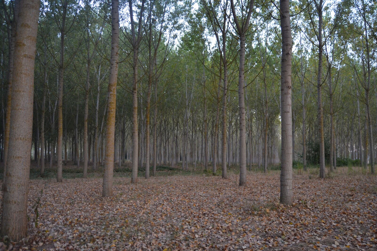 Nikon D3100 sample photo. Environment, pioppeta, poplar photography