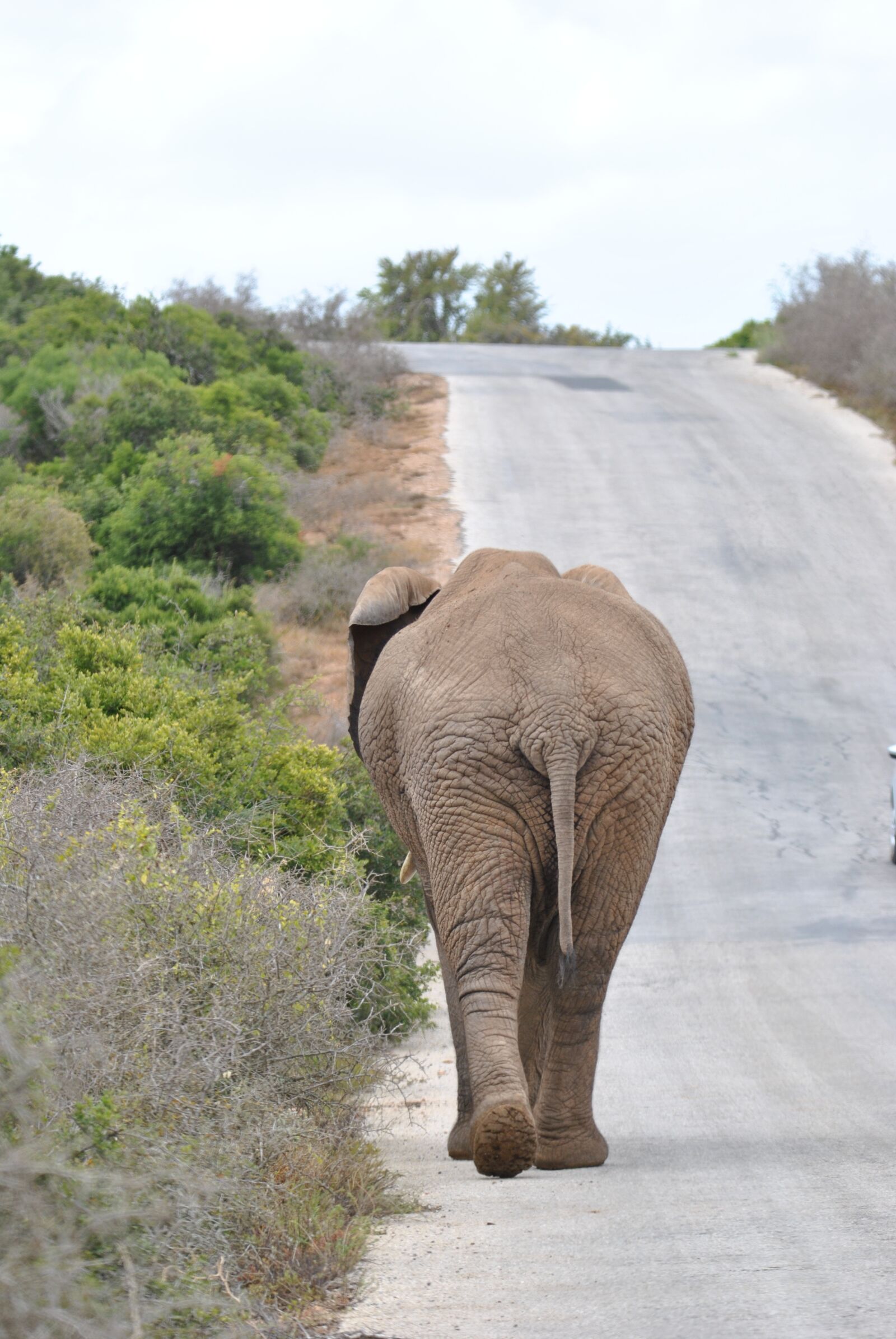 Nikon D3000 sample photo. Elephant, addo, addo elephant photography