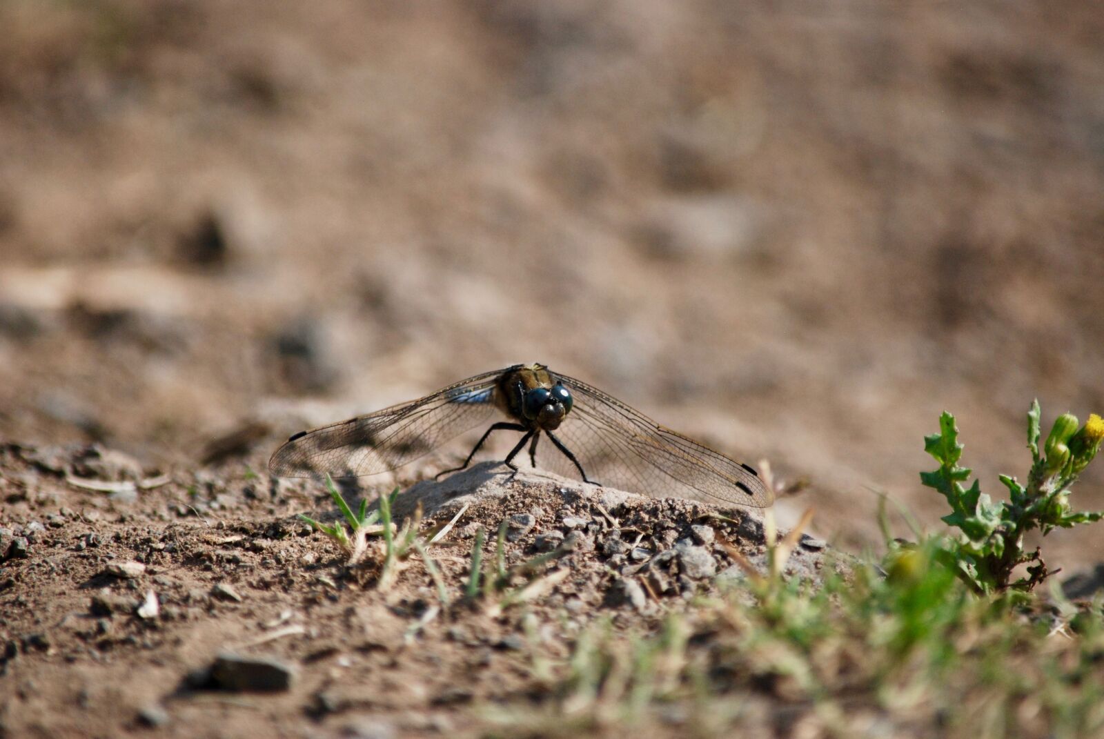 Nikon D80 sample photo. Dragonfly, nature, insect photography